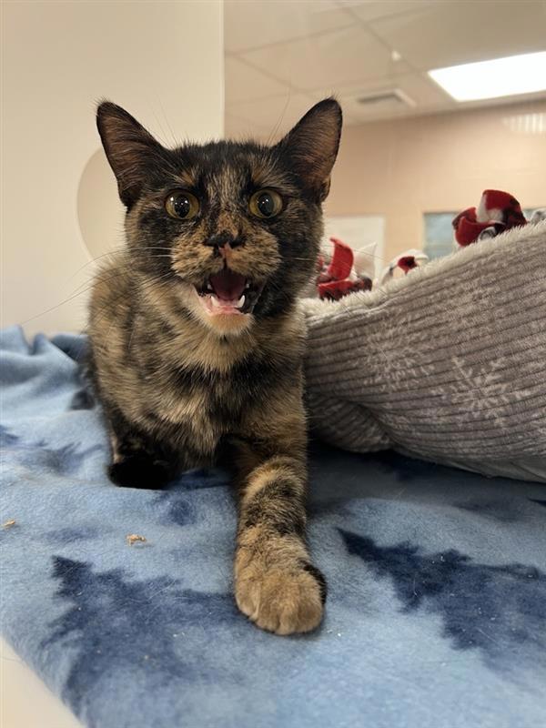 Enlarge Kona, a Adoptable mixed breed in Great Falls, MT image 2/4