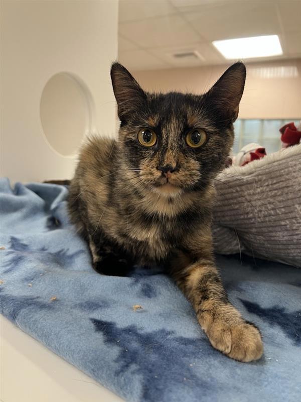 Enlarge Kona, a Adoptable mixed breed in Great Falls, MT image 3/4