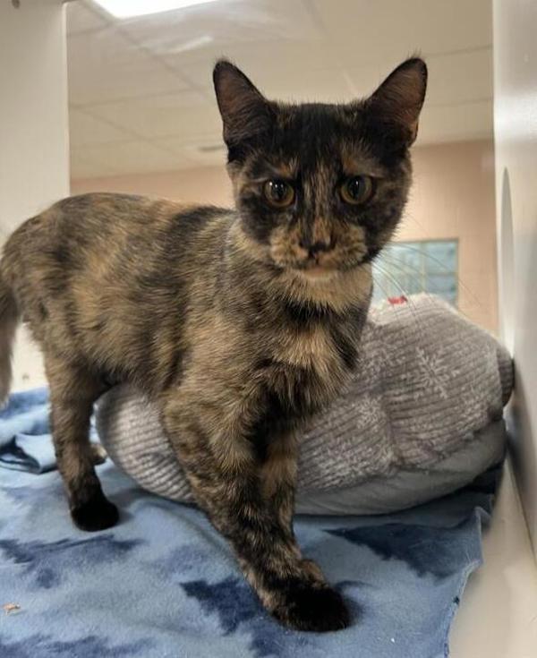 Enlarge Kona, a Adoptable mixed breed in Great Falls, MT image 4/4