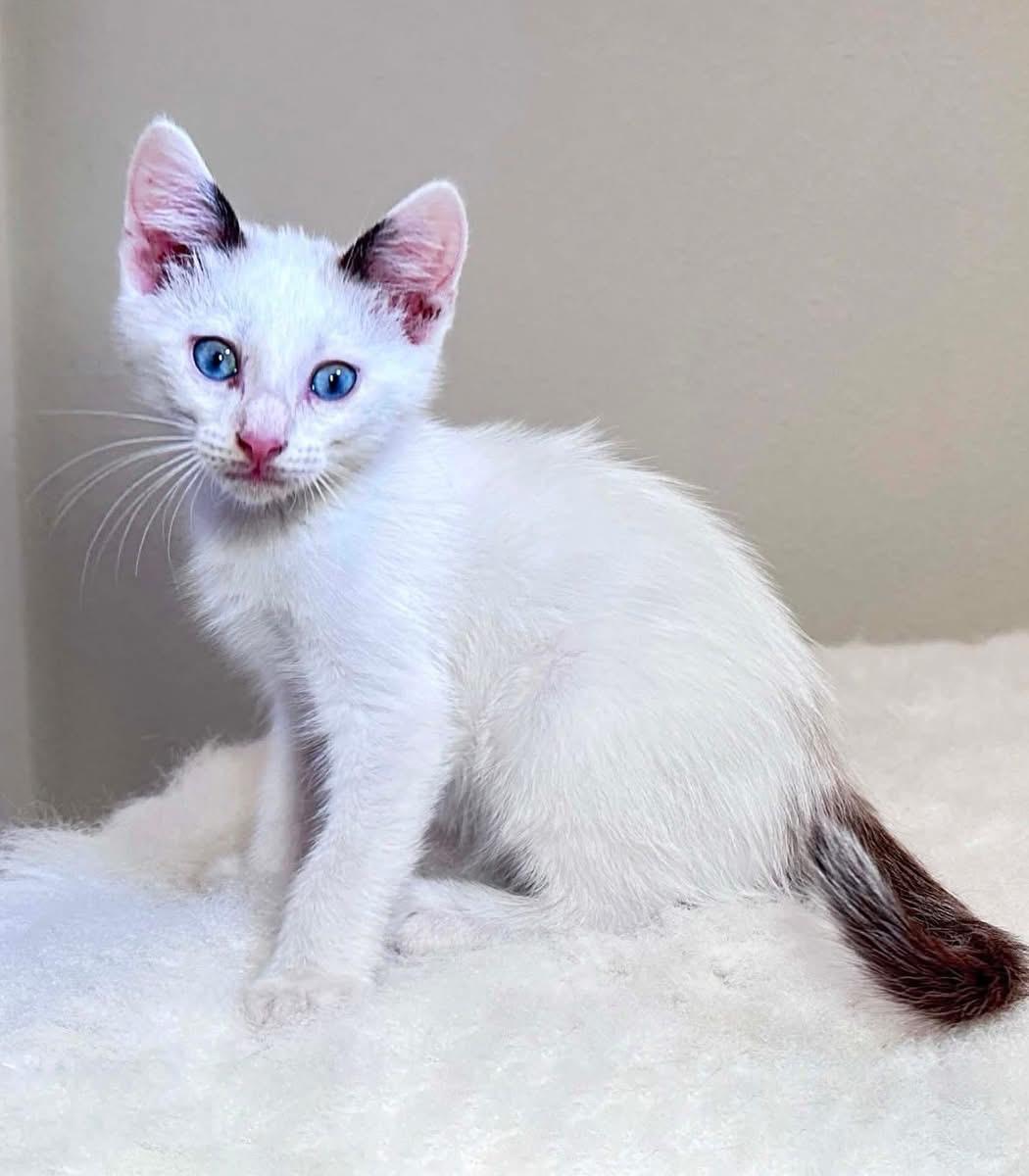 BLAKE, adopted, Kitten Male Siamese & Domestic Short Hair.