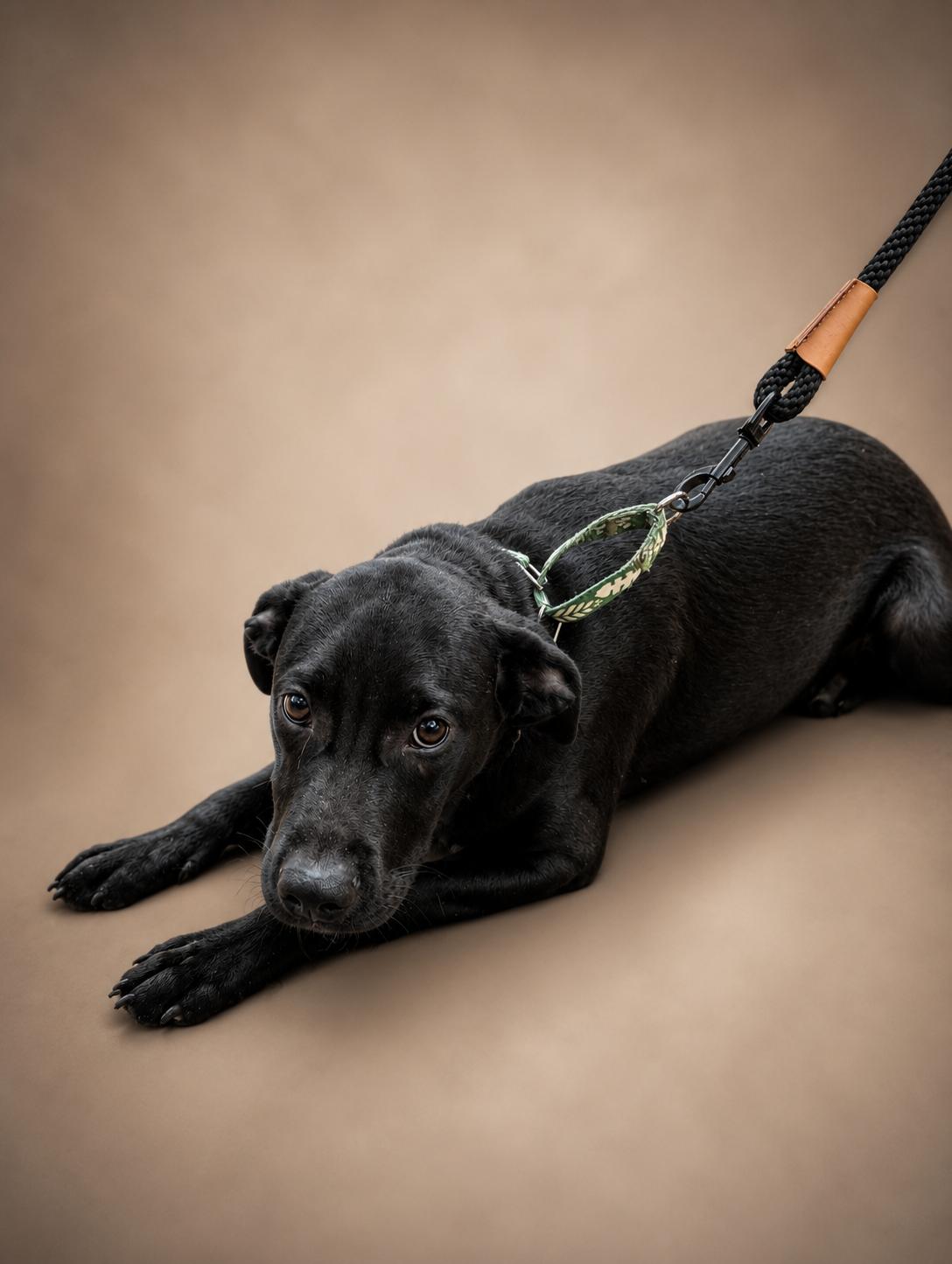 SPARKY, ADOPTABLE, Young Male Terrier & Beagle.