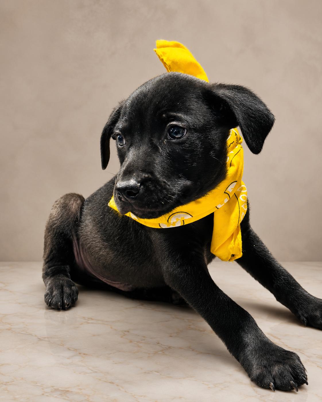 SPARKY, a ADOPTABLE mixed breed in Jacksonville, FL image 4/4