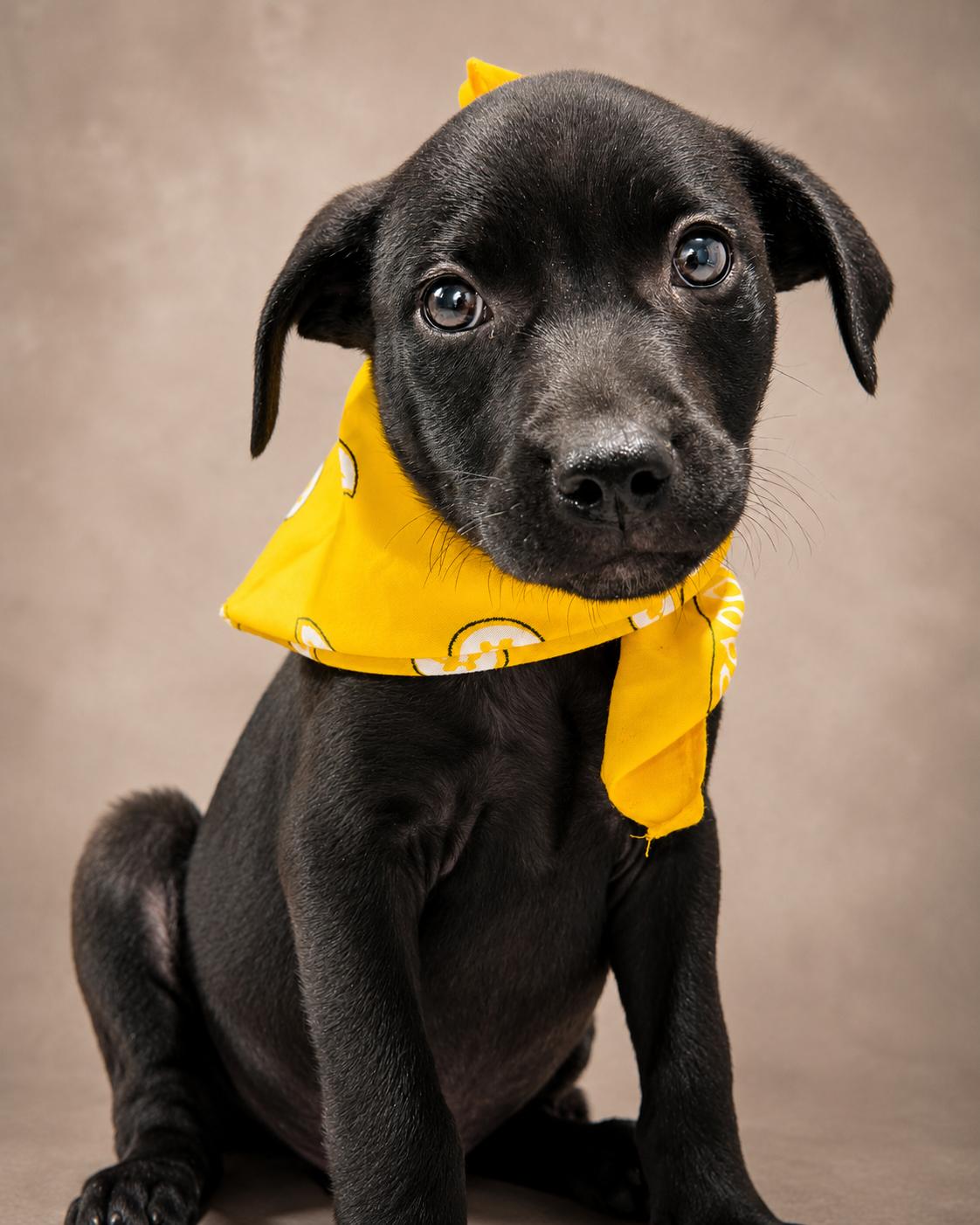 SPARKY, a ADOPTABLE mixed breed in Jacksonville, FL image 2/4