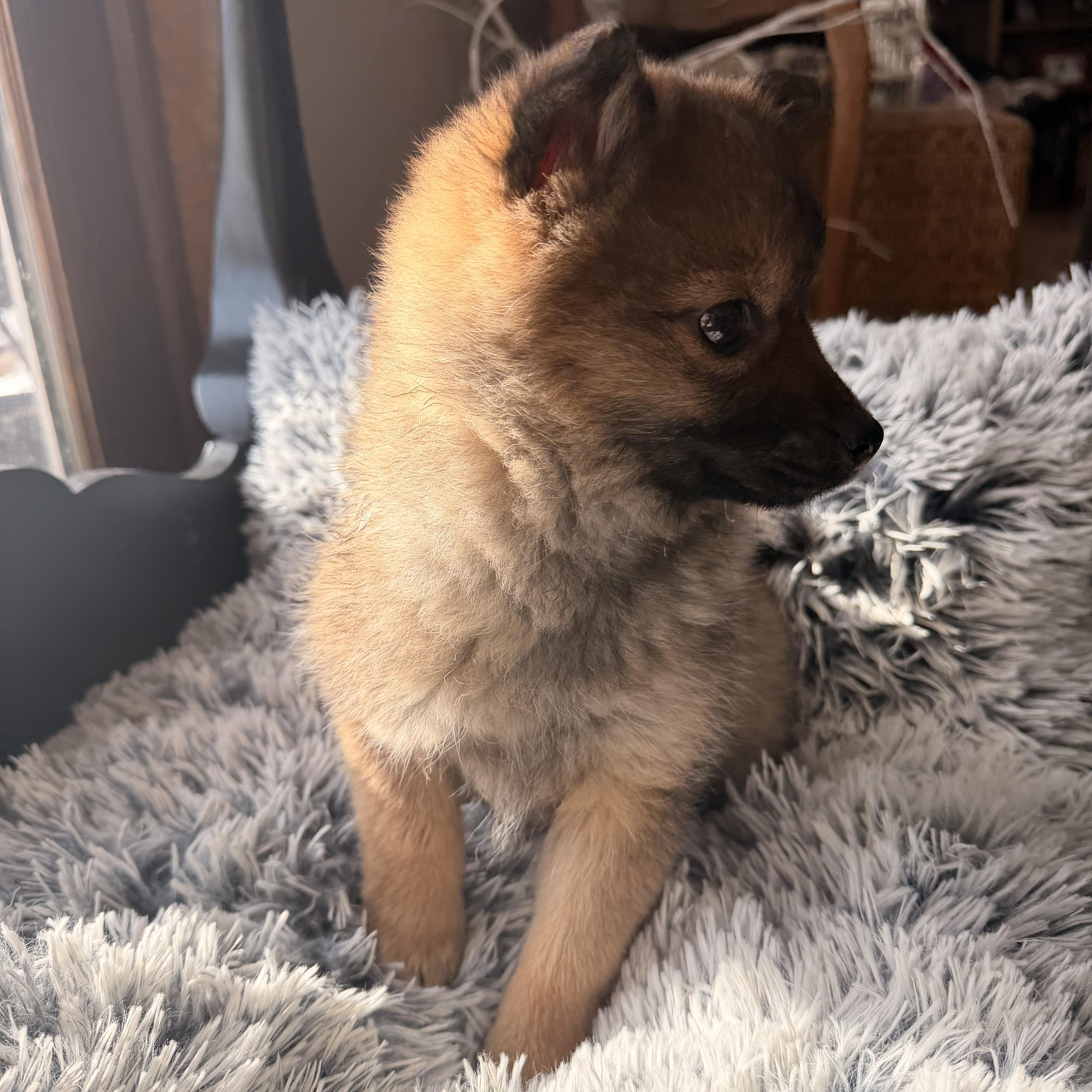 Enlarge Roxy, an adopted Pomeranian in North Freedom, WI image 5/5