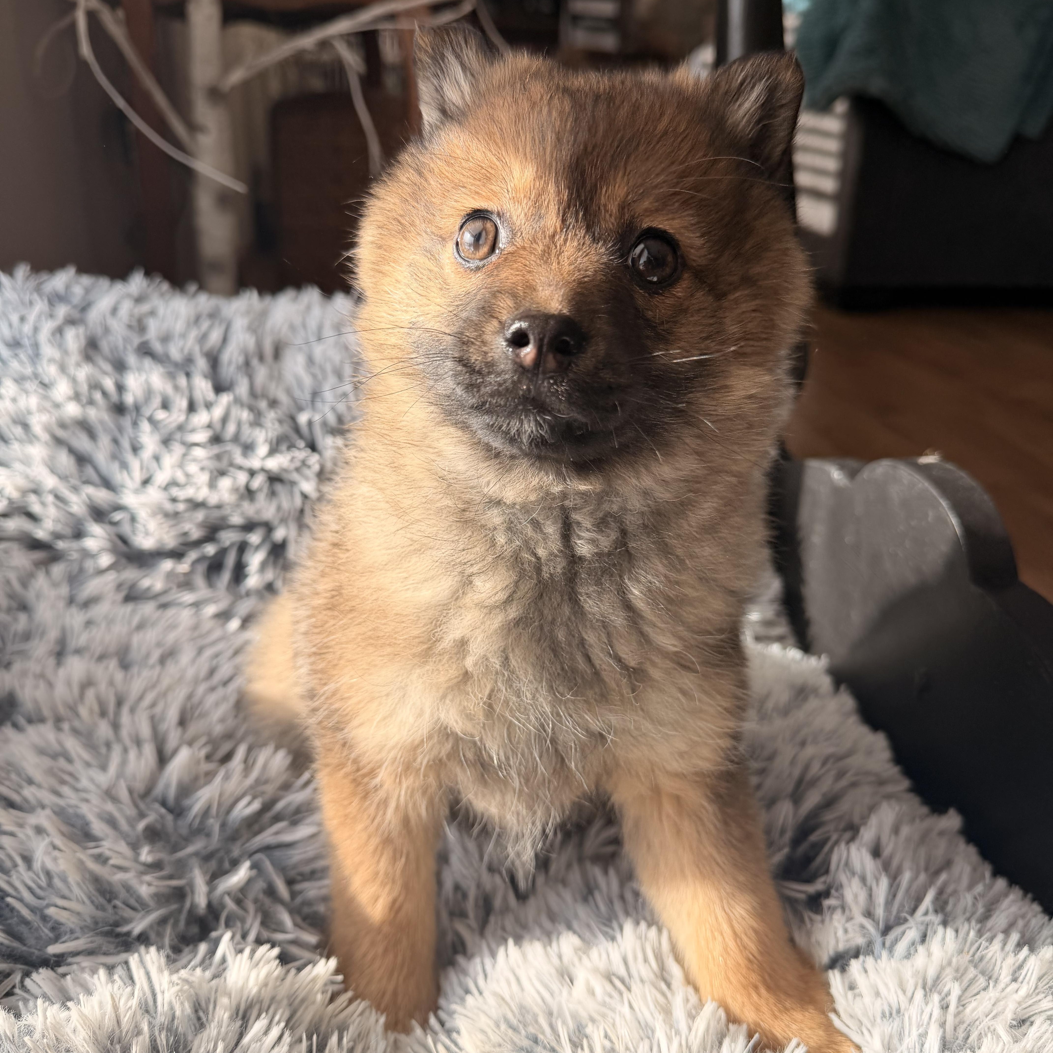 Enlarge Roxy, an adopted Pomeranian in North Freedom, WI image 3/5