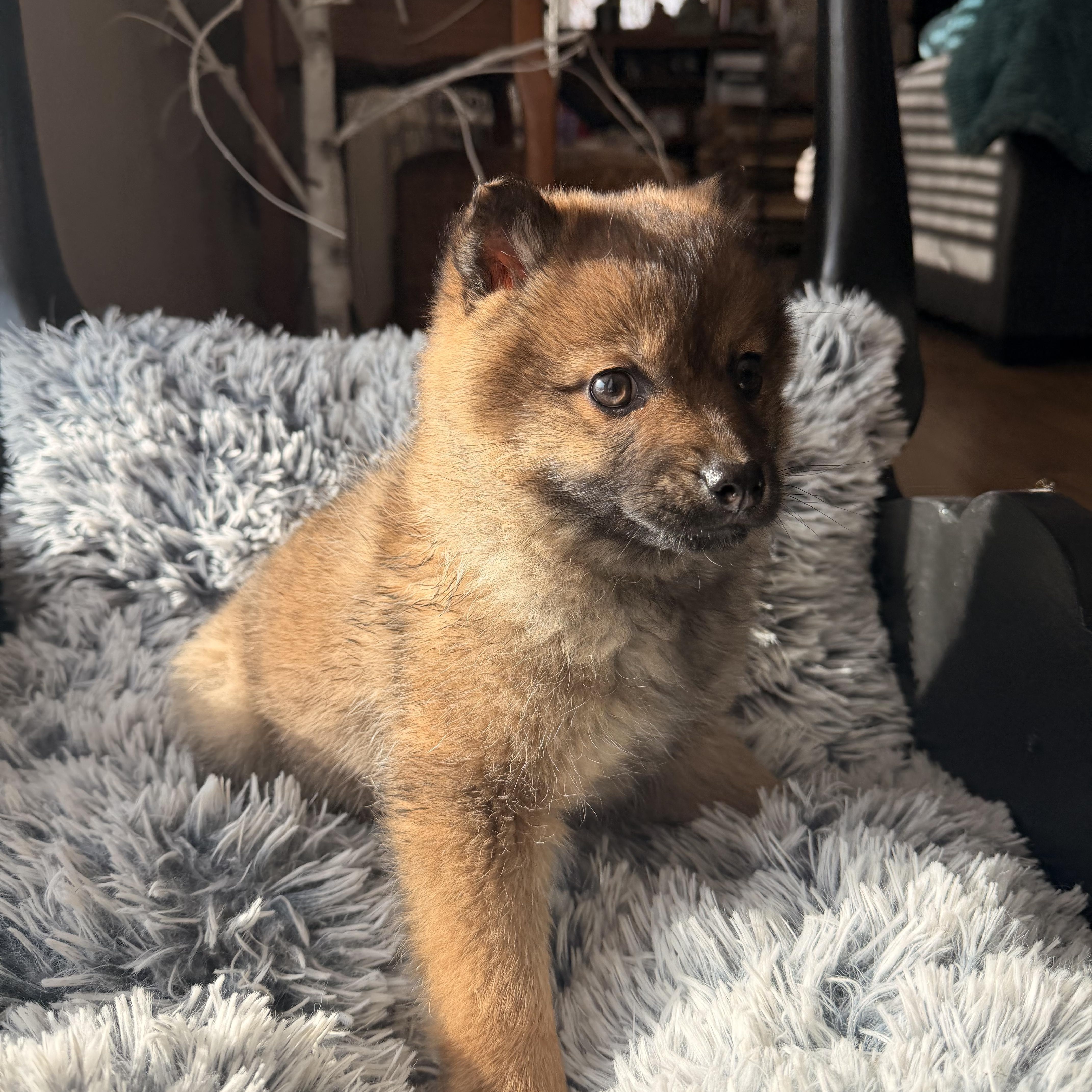 Enlarge Roxy, an adopted Pomeranian in North Freedom, WI image 4/5