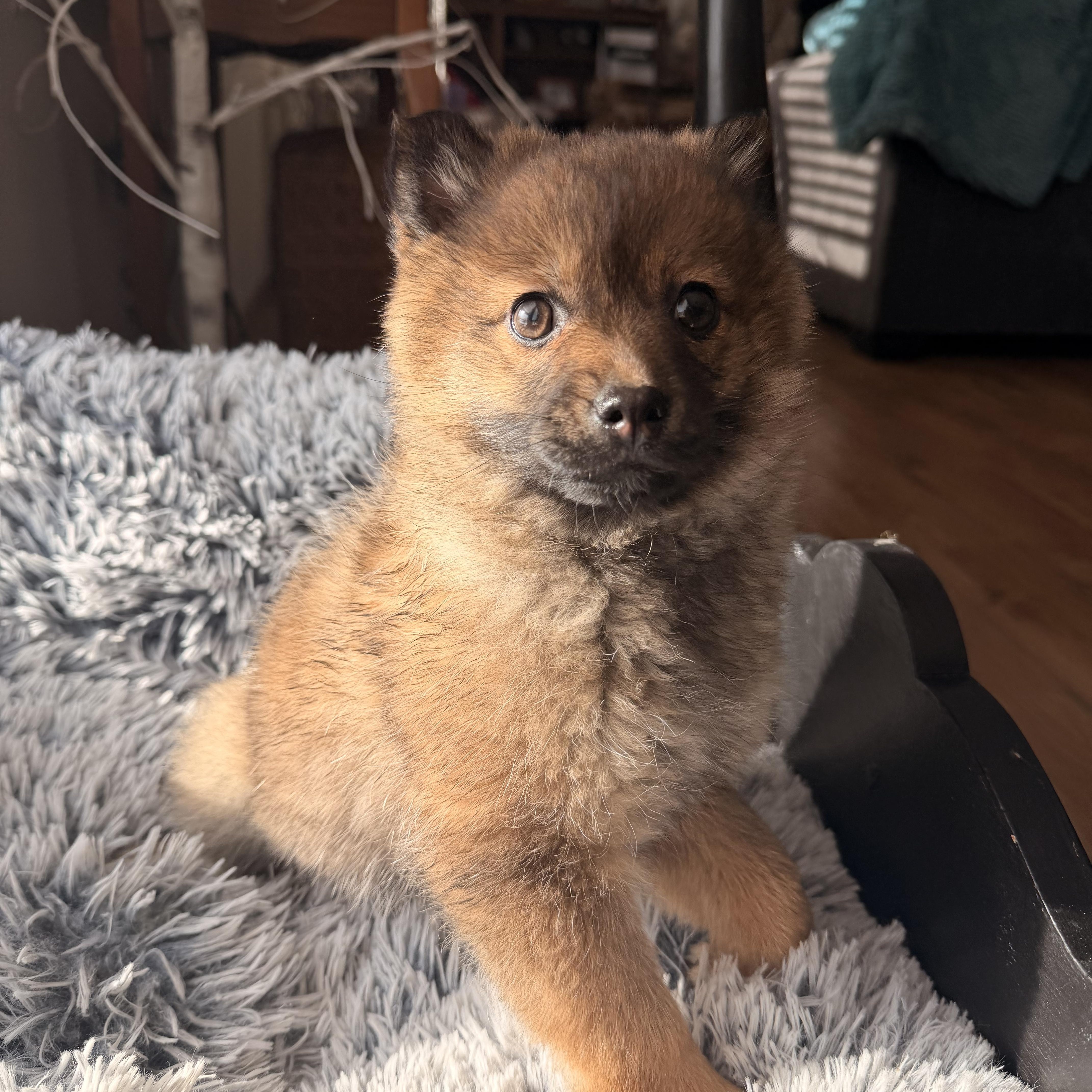 Enlarge Roxy, an adopted Pomeranian in North Freedom, WI image 1/5