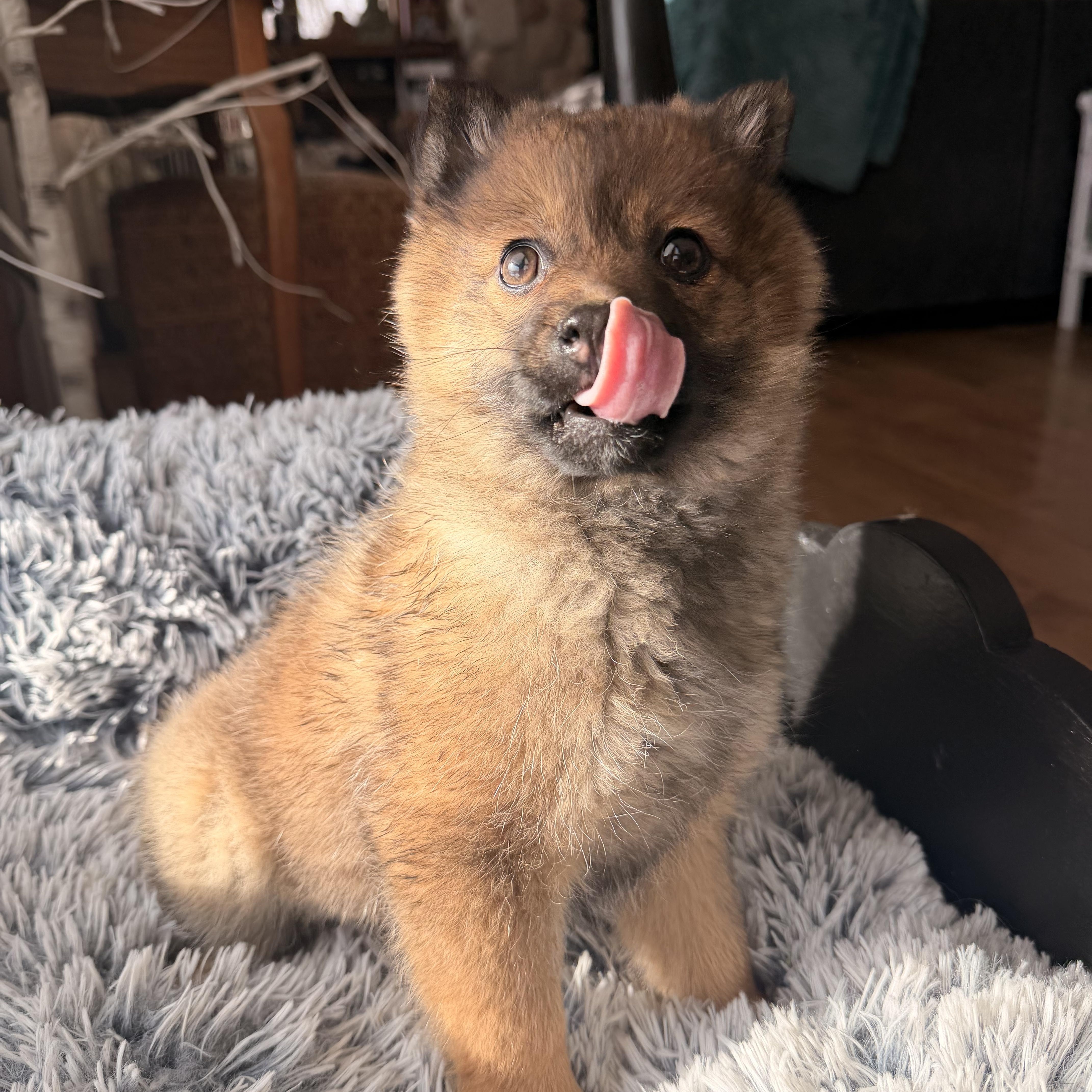 Enlarge Roxy, an adopted Pomeranian in North Freedom, WI image 2/5