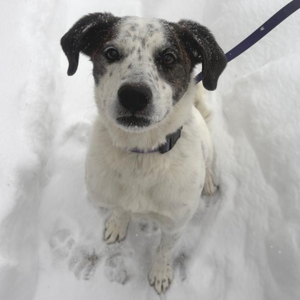 Enlarge Spree - My fee has been sponsored!, a Adoptable Mixed Breed in Briarcliff Manor, NY image 1/3