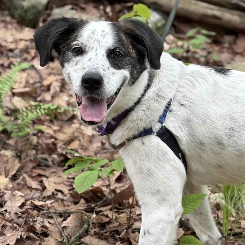 Enlarge Spree - My fee has been sponsored!, a Adoptable Mixed Breed in Briarcliff Manor, NY image 2/3