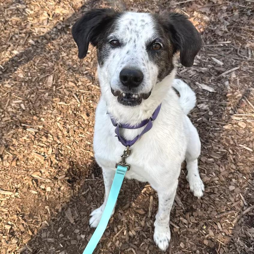 Enlarge Spree - My fee has been sponsored!, a Adoptable Mixed Breed in Briarcliff Manor, NY image 3/3