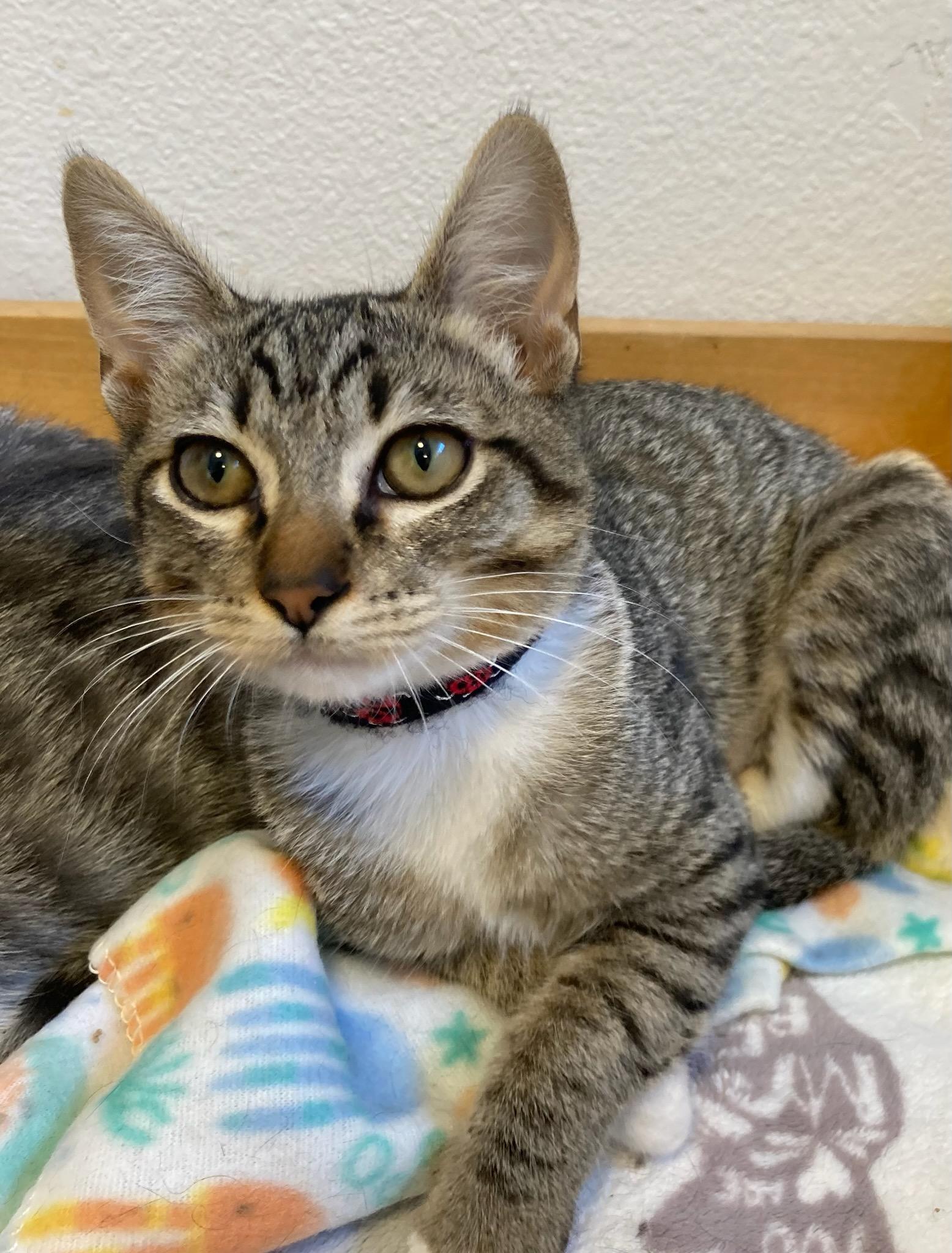 Venus, ADOPTABLE, Kitten Female Domestic Short Hair.