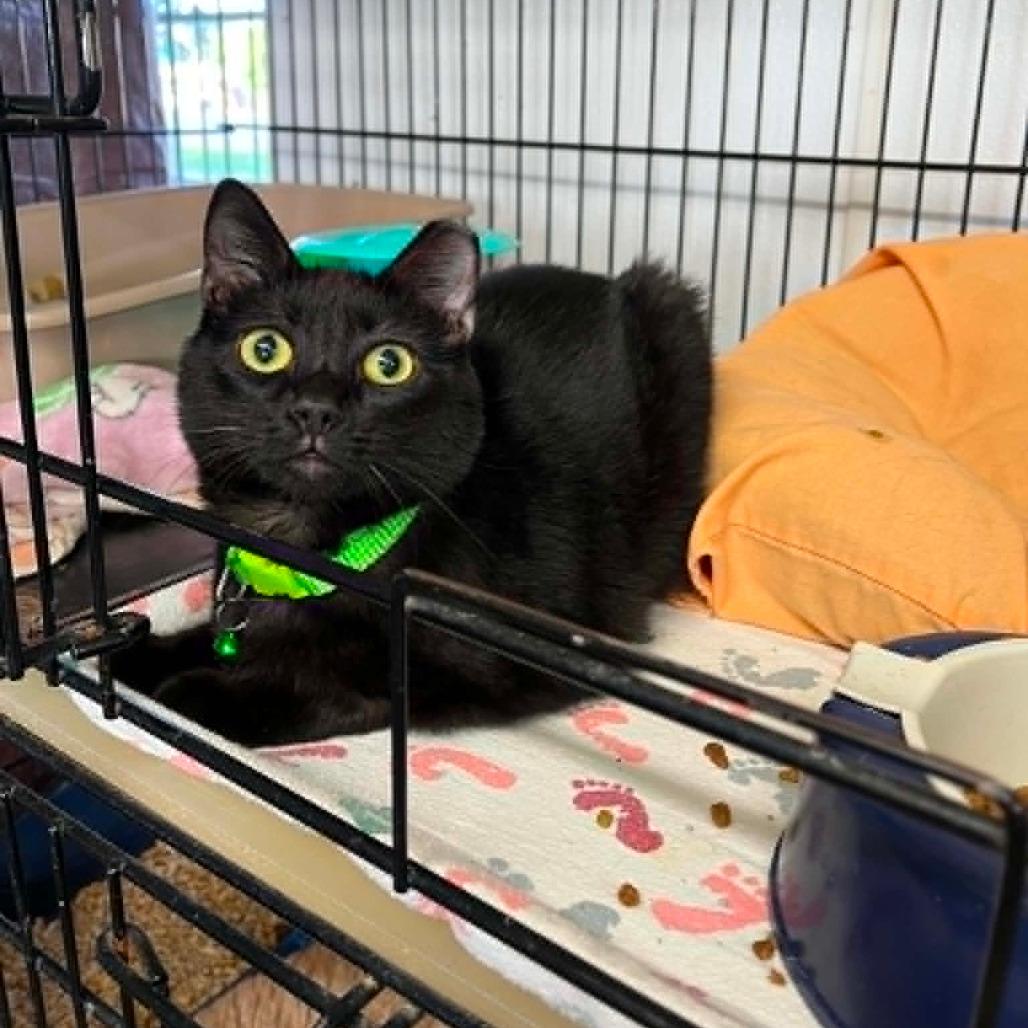 Noir, Adoptable, Young Male Domestic Short Hair.