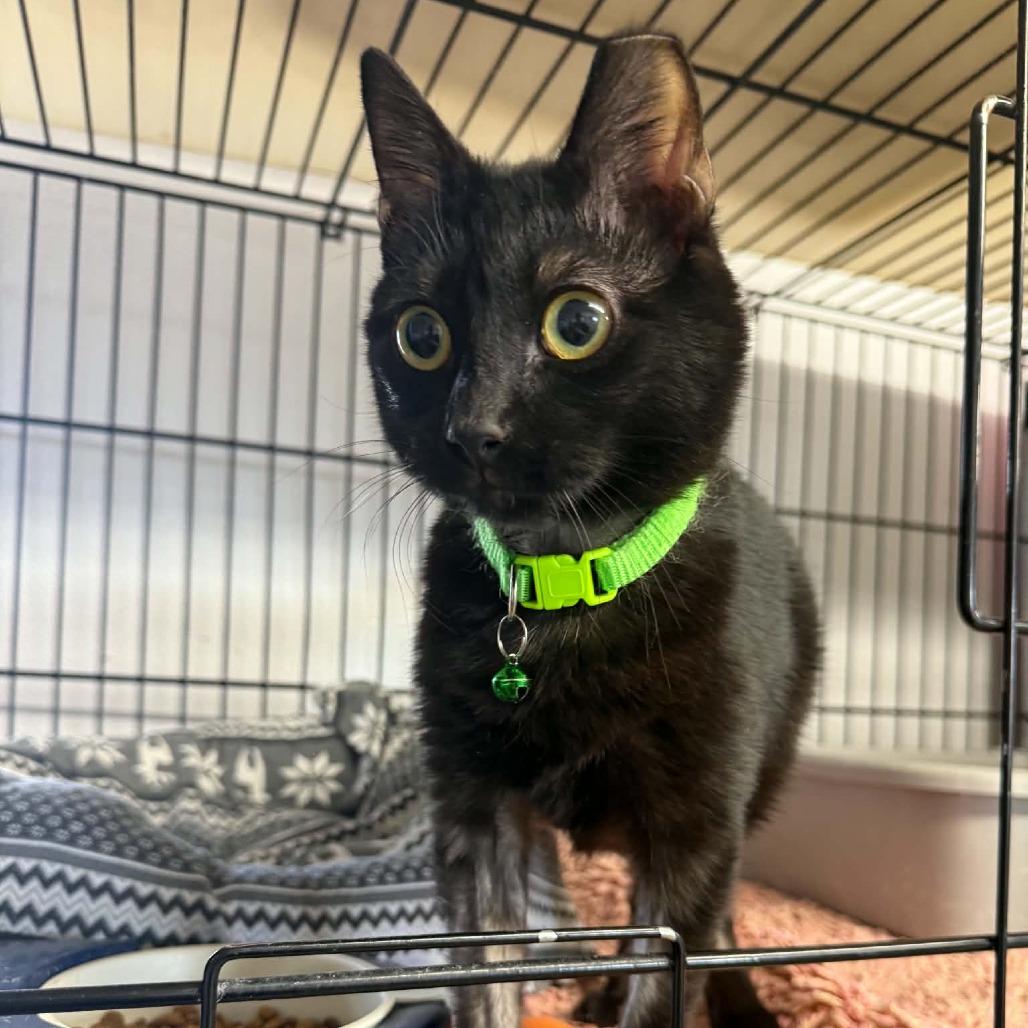 Enlarge Noir, a Adoptable Domestic Short Hair in Stephenville, TX image 2/4