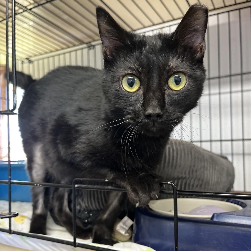 Enlarge Noir, a Adoptable Domestic Short Hair in Stephenville, TX image 3/4