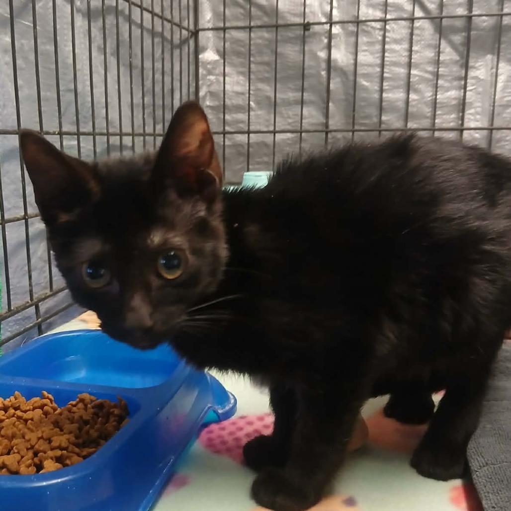 Enlarge Noir, a Adoptable Domestic Short Hair in Stephenville, TX image 4/4