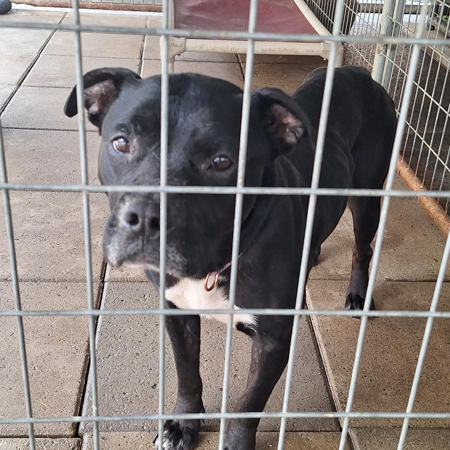 Enlarge Stella, a Adoptable mixed breed in Stanton, KY image 5/5