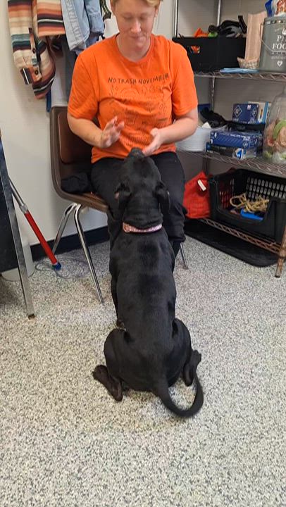 Enlarge Stella, a Adoptable mixed breed in Stanton, KY video 4/5