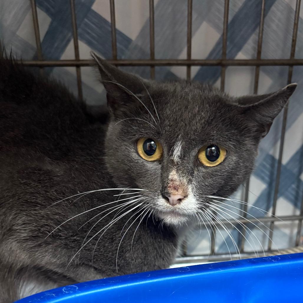 Reyna, Adoptable, Adult Female Domestic Short Hair.