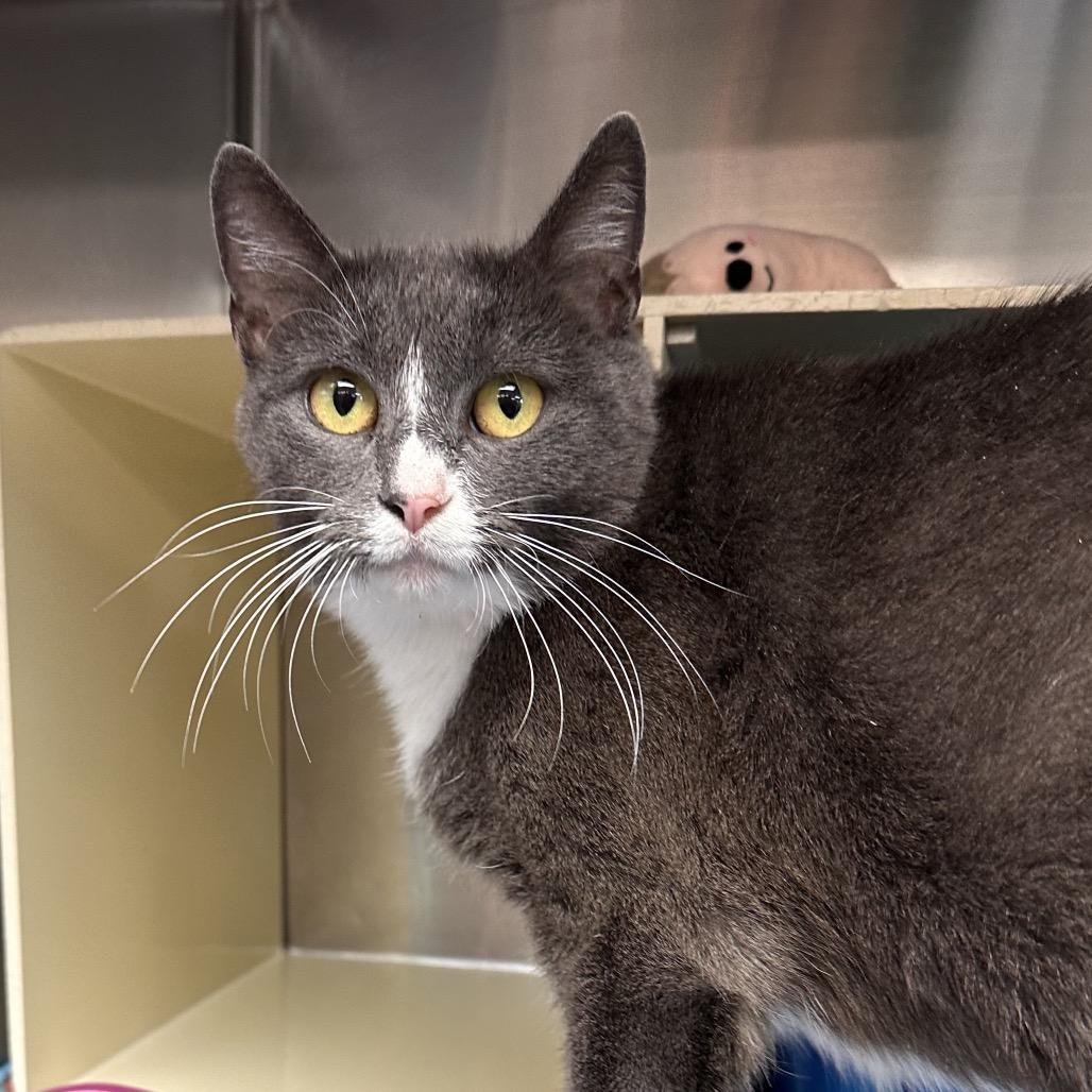 Enlarge Reyna, a Adoptable Domestic Short Hair in Vineland, NJ image 2/3