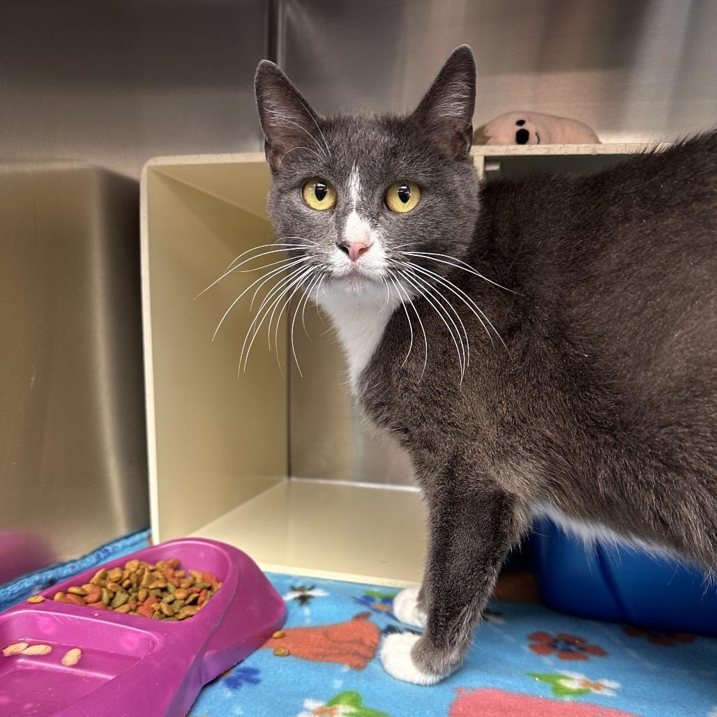 Enlarge Reyna, a Adoptable Domestic Short Hair in Vineland, NJ image 3/3