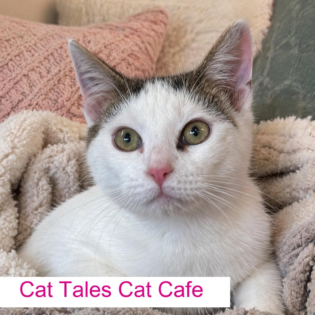 Herbie, Adoptable, Young Male Domestic Short Hair.