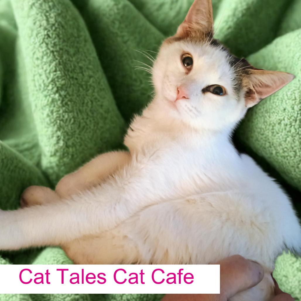 Enlarge Herbie, a Adoptable Domestic Short Hair in Chapel Hill, NC image 1/2