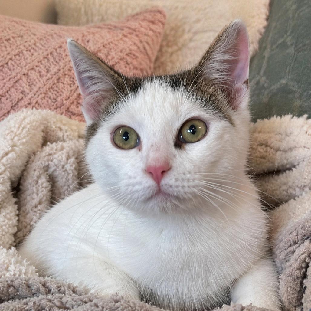 Enlarge Herbie, a Adoptable Domestic Short Hair in Chapel Hill, NC image 2/3