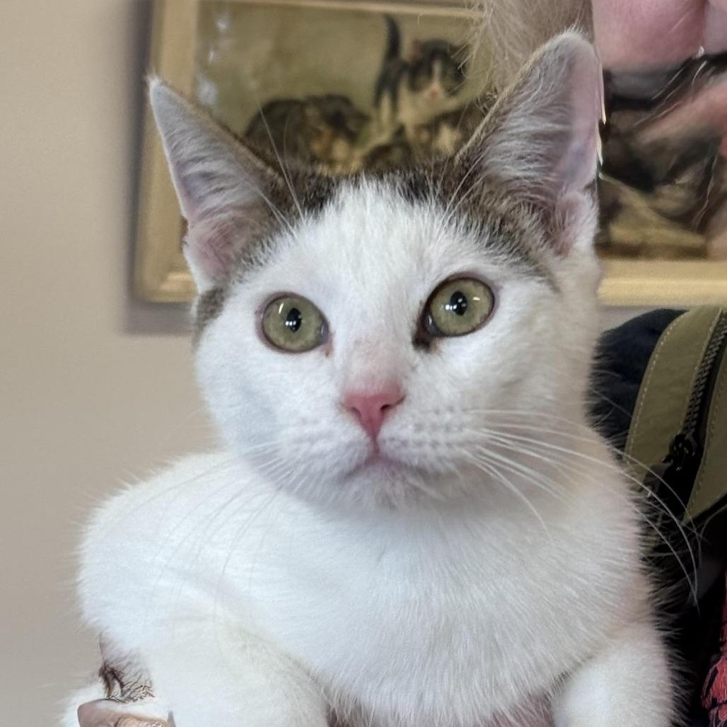 Enlarge Herbie, a Adoptable Domestic Short Hair in Chapel Hill, NC image 2/2