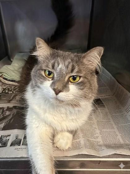 Lucky, Adoptable, Adult Female Domestic Long Hair & Domestic Short Hair.