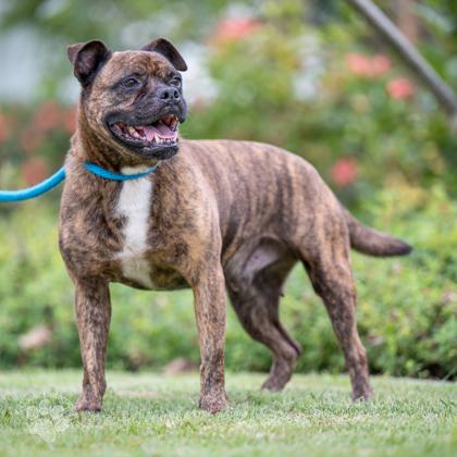 George, Adoptable, Senior Male Staffordshire Bull Terrier & Mixed Breed.
