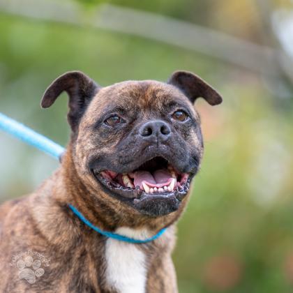 Enlarge George, a Adoptable mixed breed in Honolulu, HI image 2/3