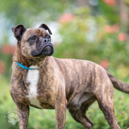 Enlarge George, a Adoptable mixed breed in Honolulu, HI image 3/3