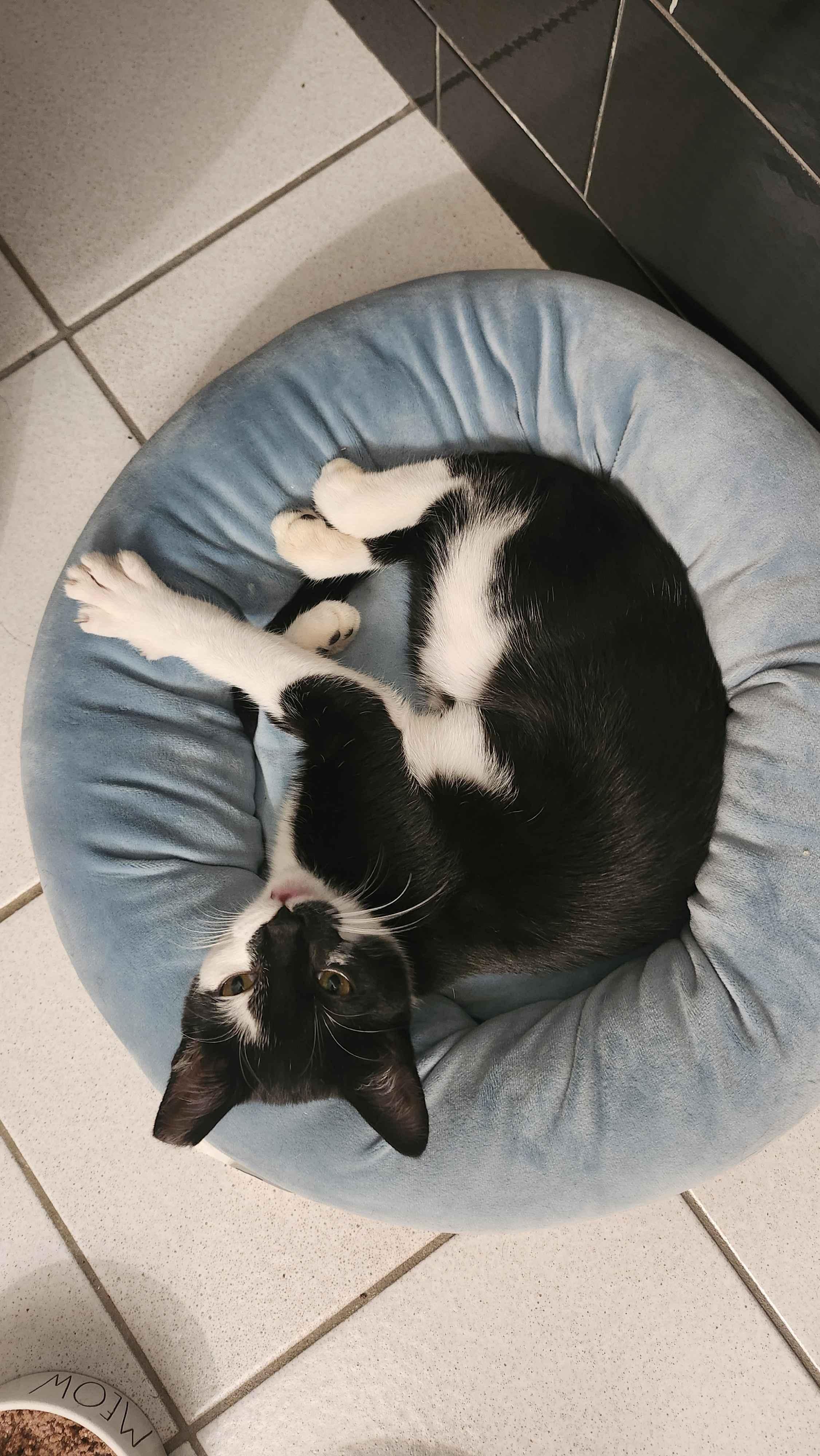 Meadow, an adopted American Shorthair in North Bergen, NJ image 3/4