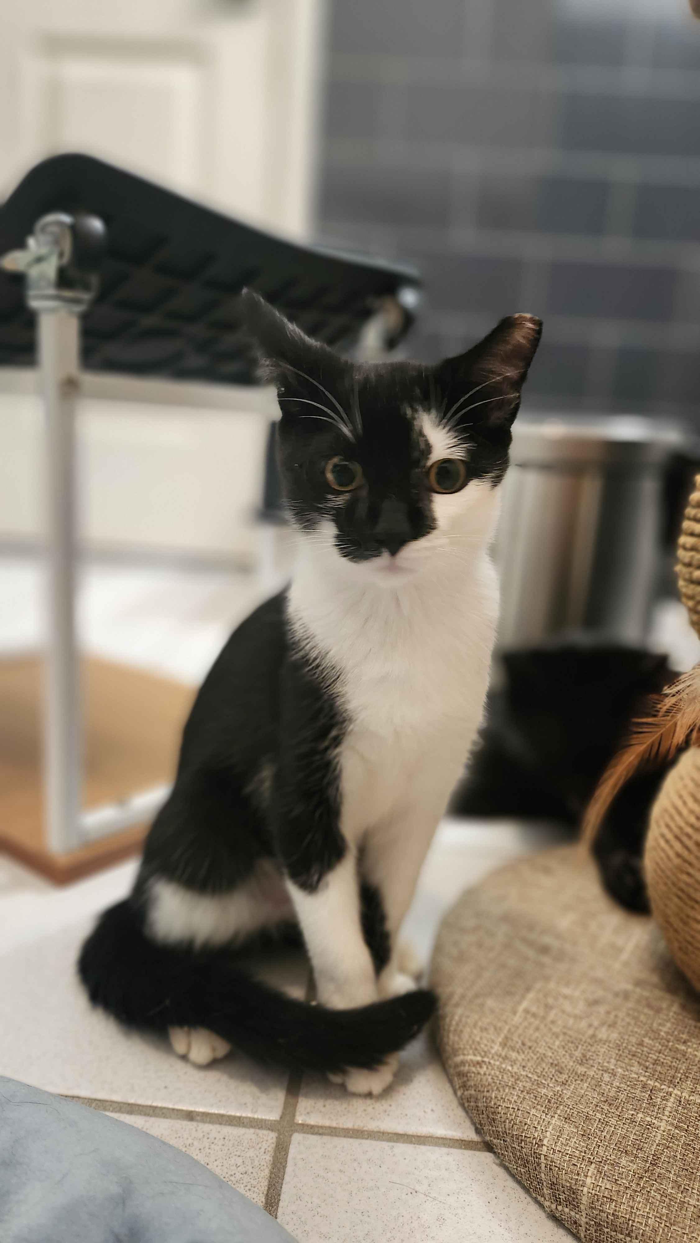 Meadow, an adopted American Shorthair in North Bergen, NJ image 2/4