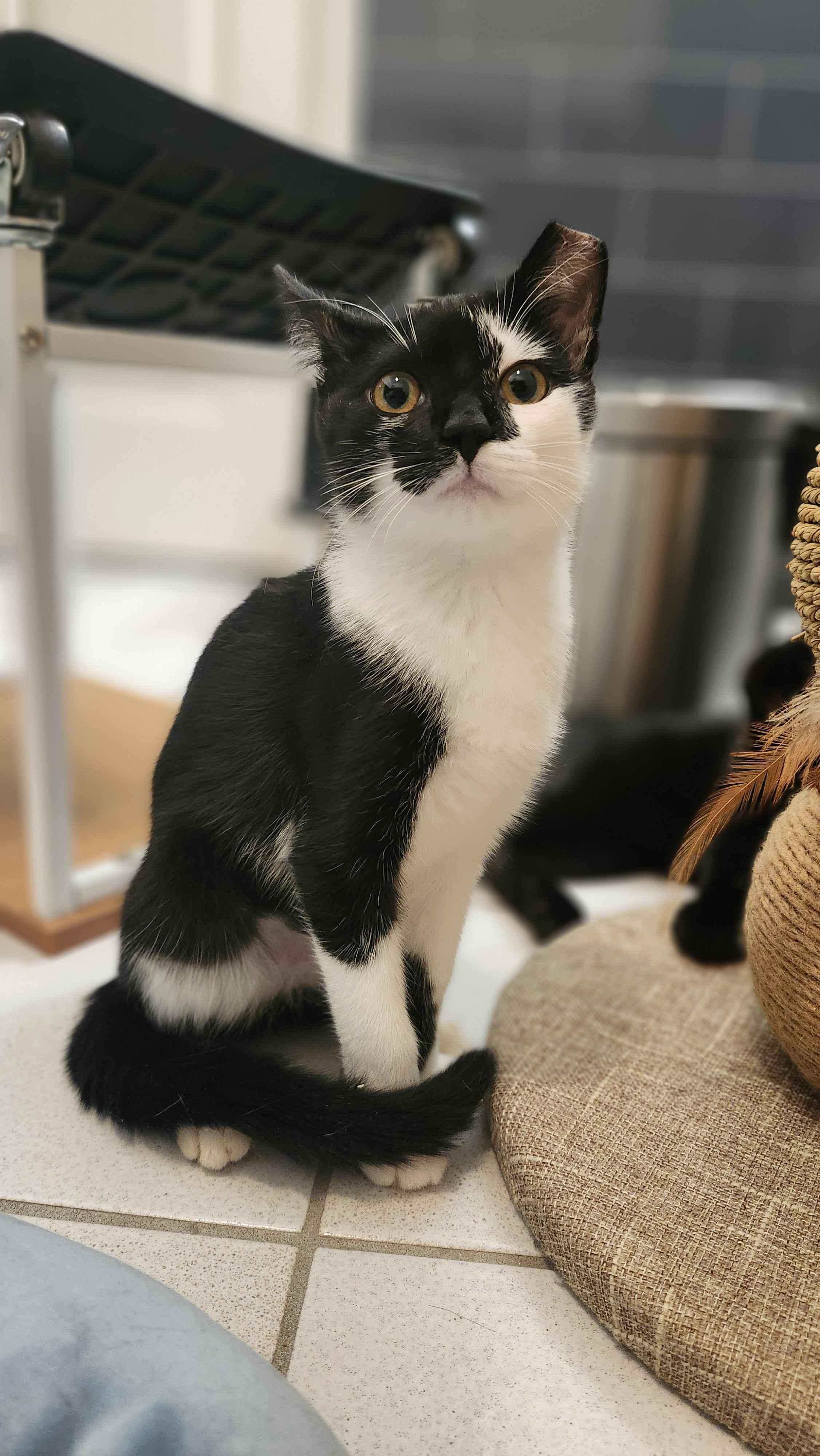 Meadow, adopted, Young Female American Shorthair.