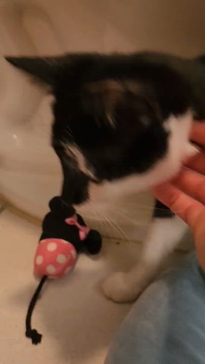 Enlarge Meadow, an adopted American Shorthair in North Bergen, NJ video 4/4