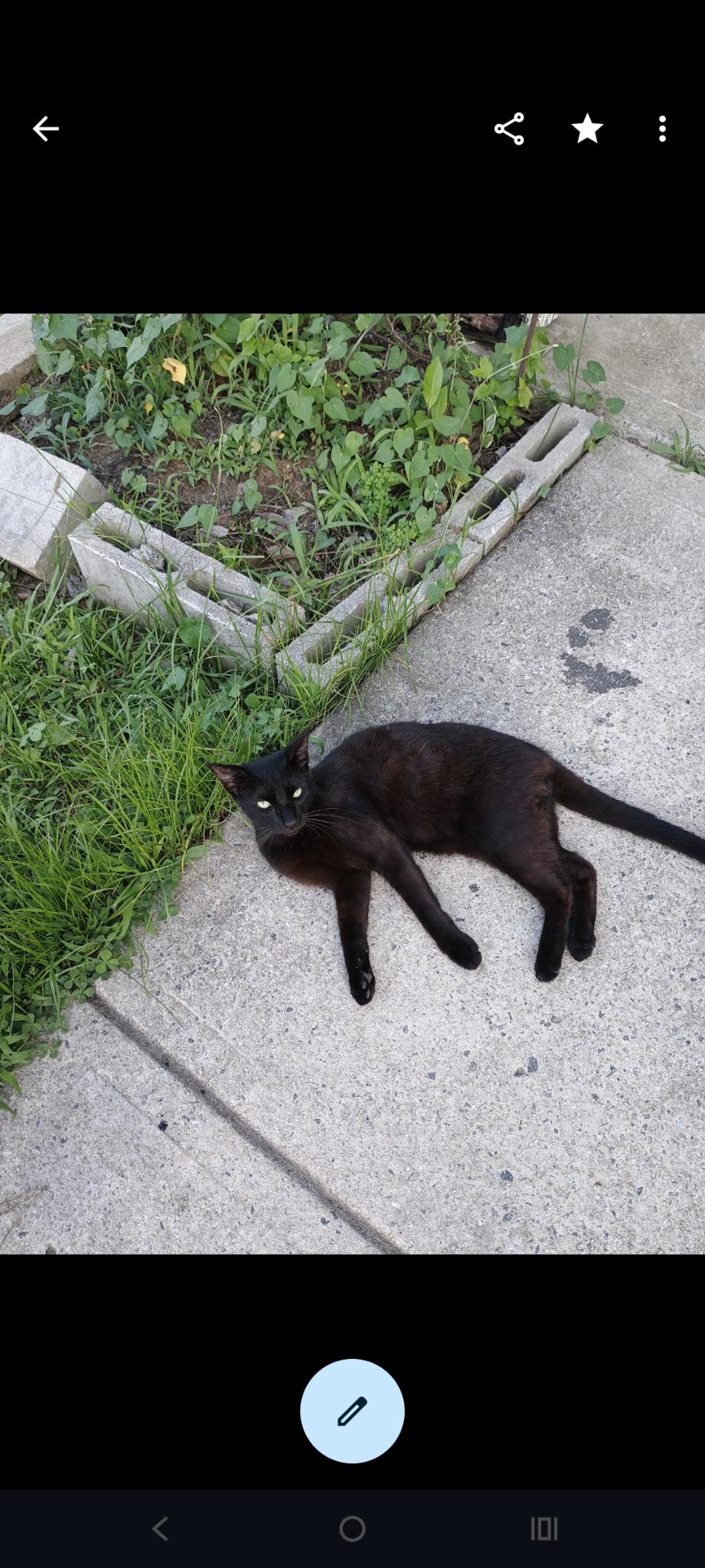 Biebi,blacky and CC, a ADOPTABLE Domestic Short Hair in Charlotte, NC image 3/4