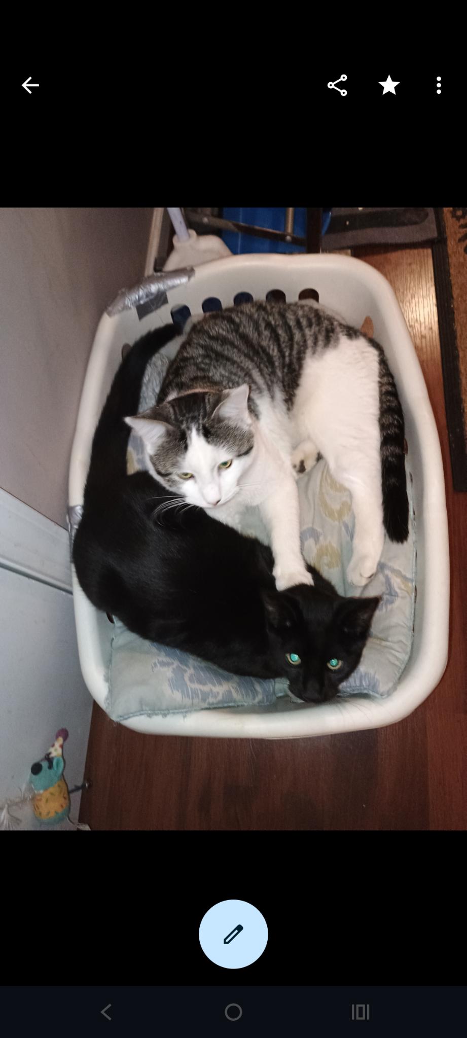 Biebi,blacky and CC, a ADOPTABLE Domestic Short Hair in Charlotte, NC image 2/4