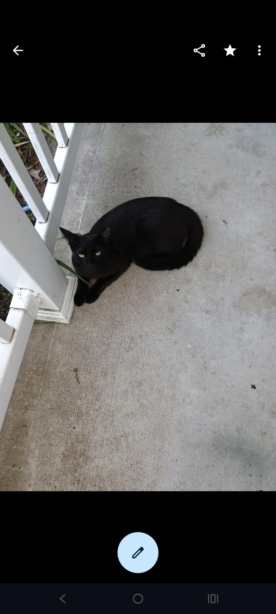 Biebi,blacky and CC, ADOPTABLE, Young Male Domestic Short Hair.