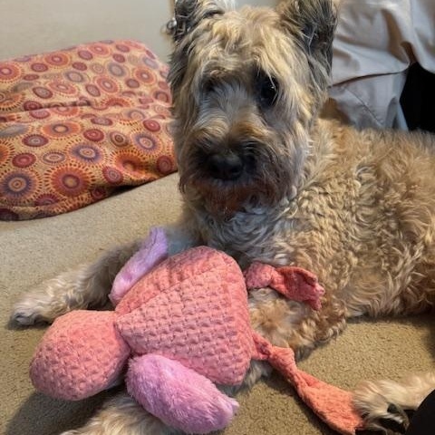 Bailey, a Adopted Bouvier des Flandres in Dallas, TX image 1/4