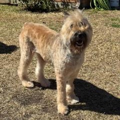Bailey, a Adopted Bouvier des Flandres in Dallas, TX image 2/4