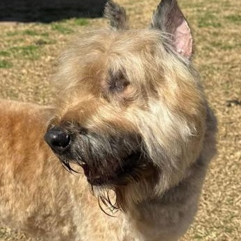 Bailey, a Adopted Bouvier des Flandres in Dallas, TX image 3/4