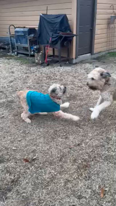 Enlarge Bailey, a Adopted Bouvier des Flandres in Dallas, TX video 4/4