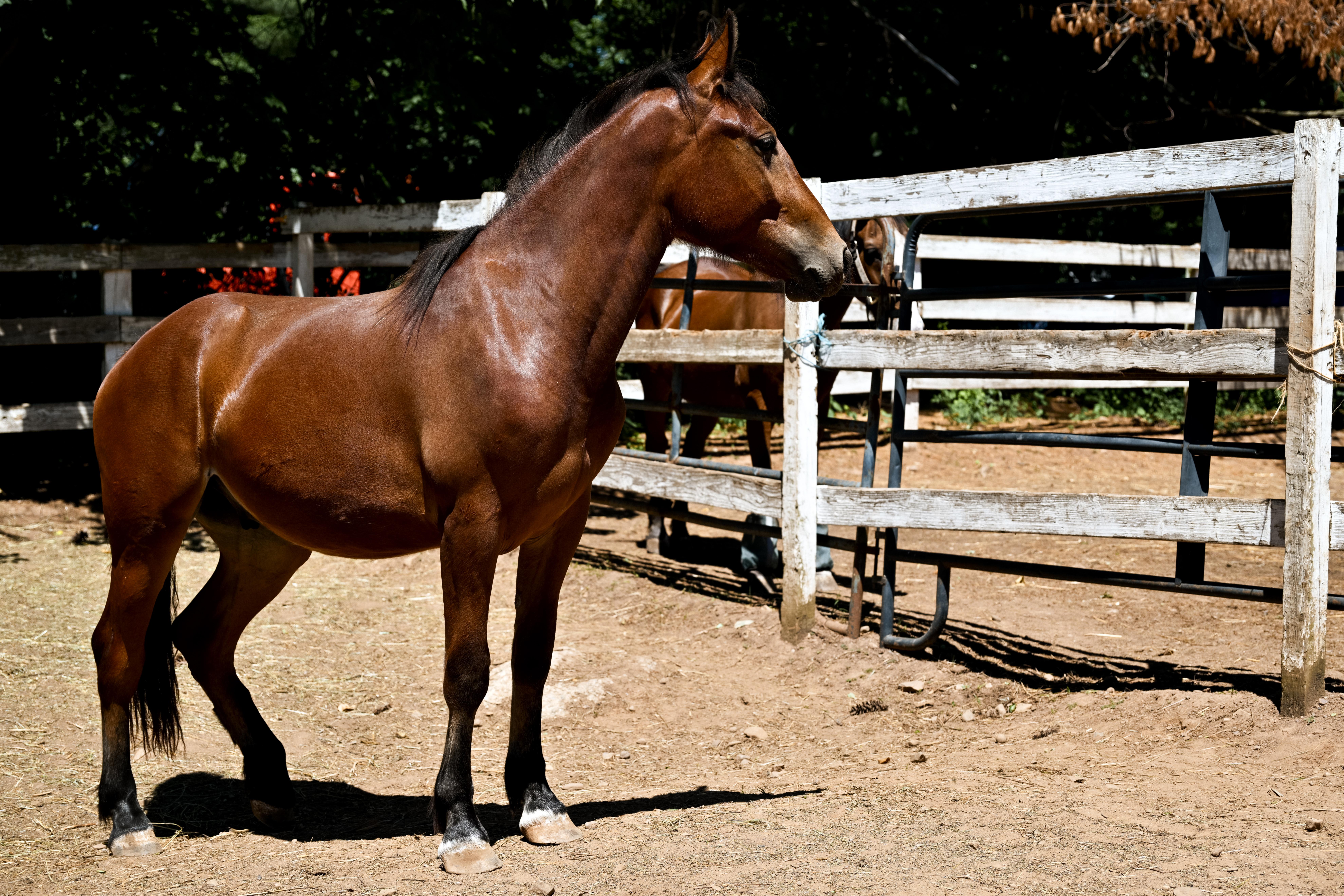 Enlarge Maximus, an adopted Mustang in Northford, CT image 2/3