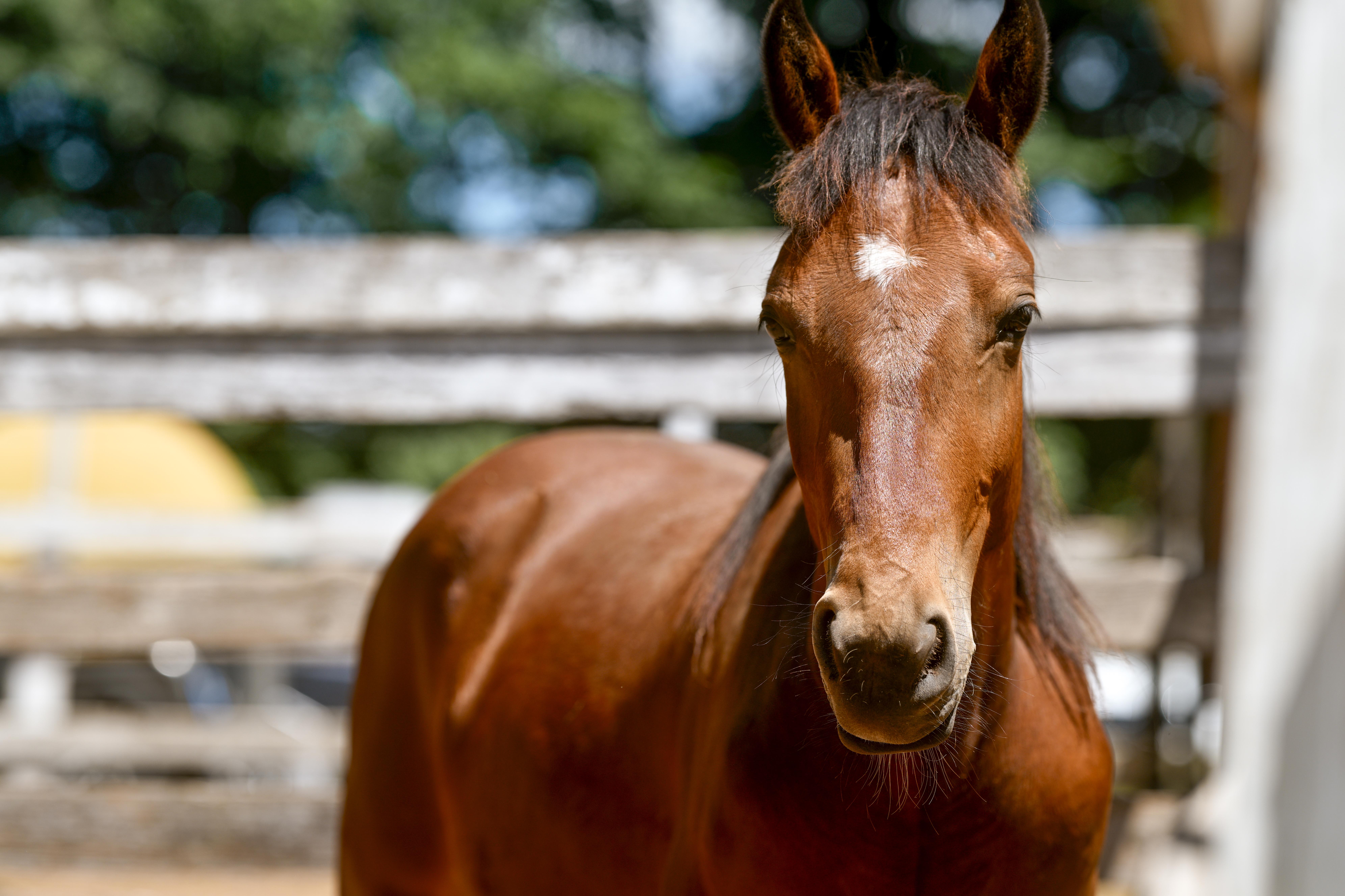 Enlarge Maximus, an adopted Mustang in Northford, CT image 3/3