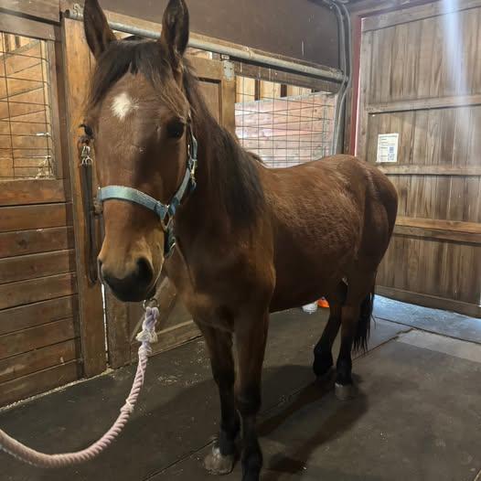 Maximus, ADOPTABLE, Young Male Mustang.