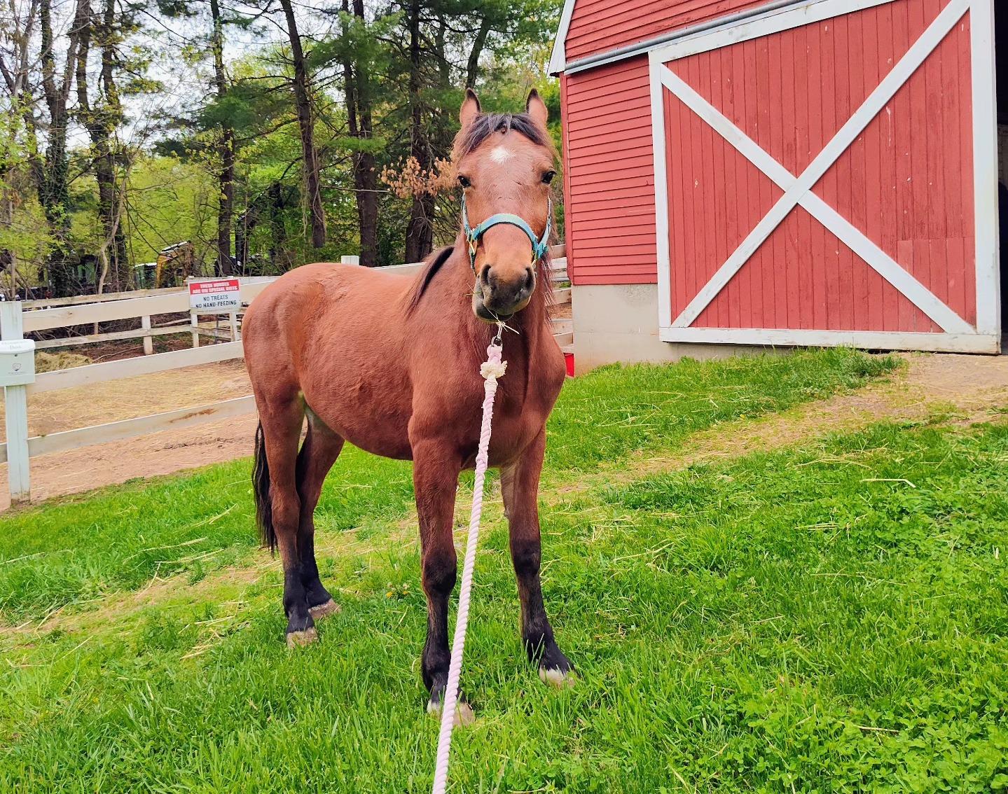 Enlarge Maximus, a ADOPTABLE Mustang in Northford, CT image 2/3