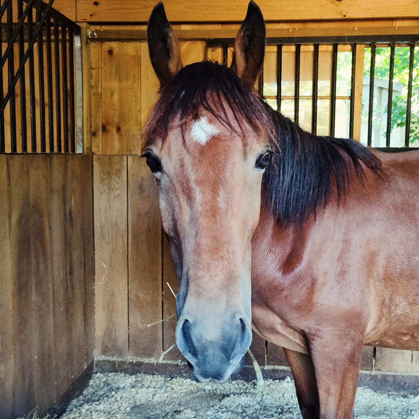 Enlarge Maximus, a ADOPTABLE Mustang in Northford, CT image 3/3