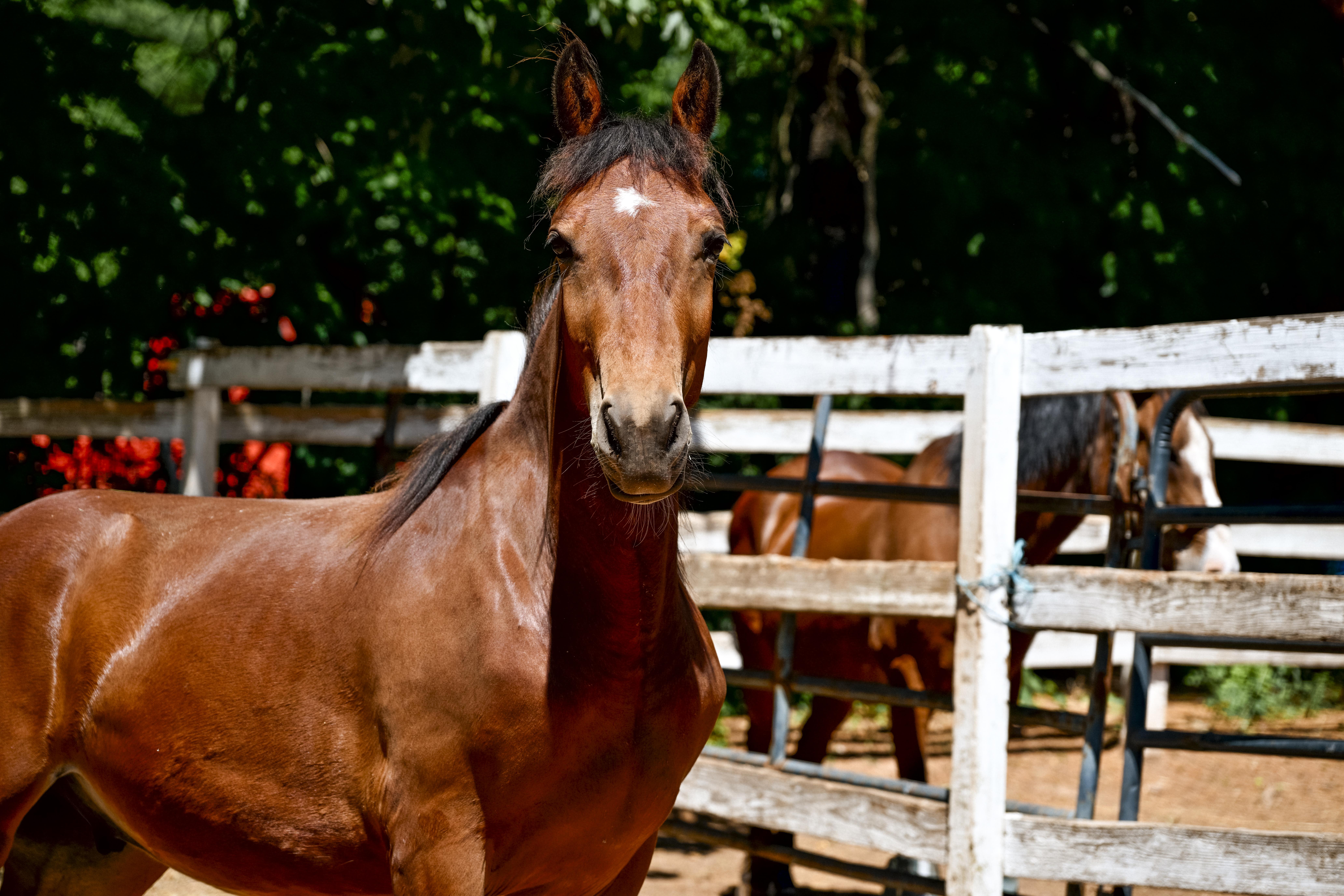 Maximus, adopted, Young Male Mustang.